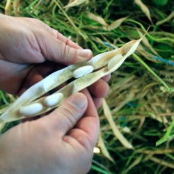 Fabas asturianas Campoastur, con denominación de origen IGP. Saco de 1 kg.